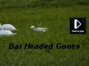 Bar Headed Goose
